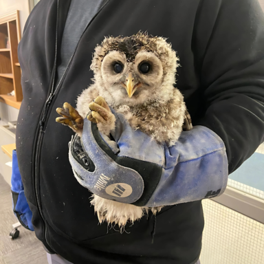 Juniper the owl