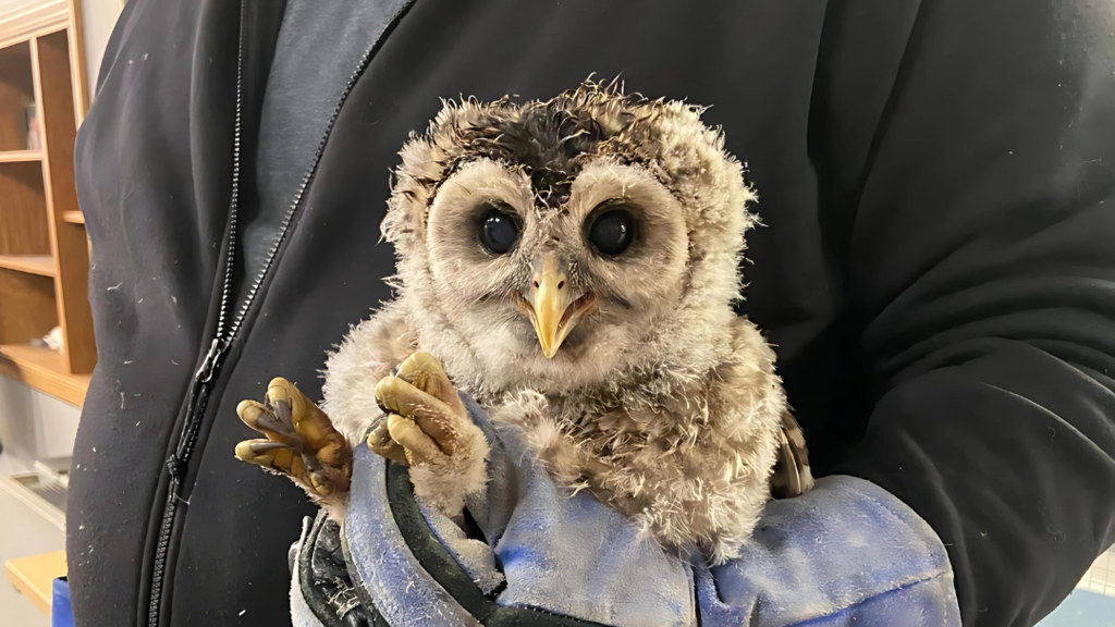Juniper the owl